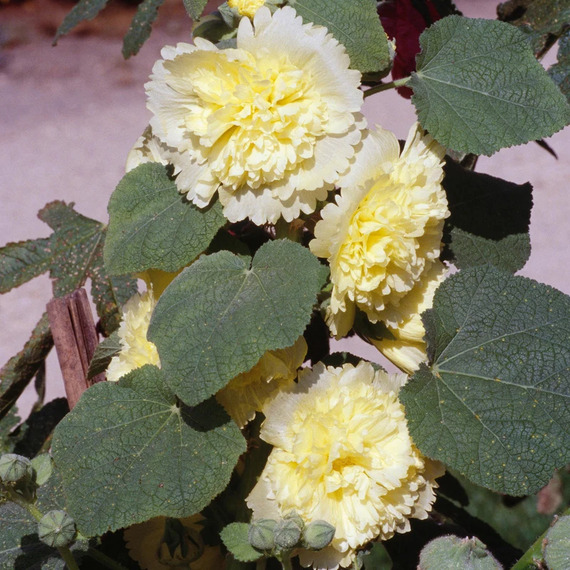Stockrose 'Chater's Double Yellow'