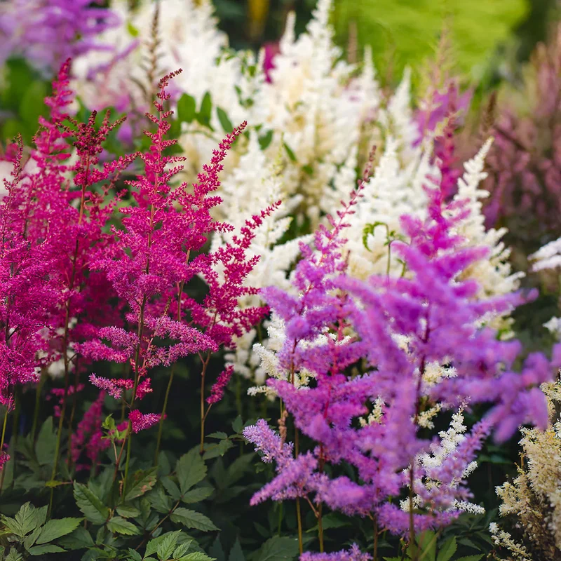Prachtspiere Garten-Mix