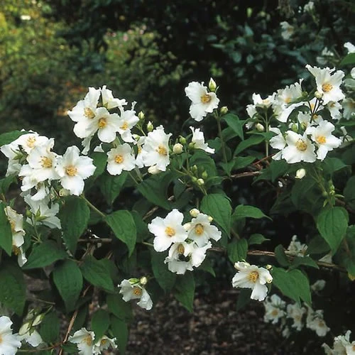 Bauernjasmin 'Belle Étoile'