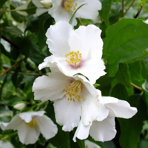Bauernjasmin 'Belle Étoile'
