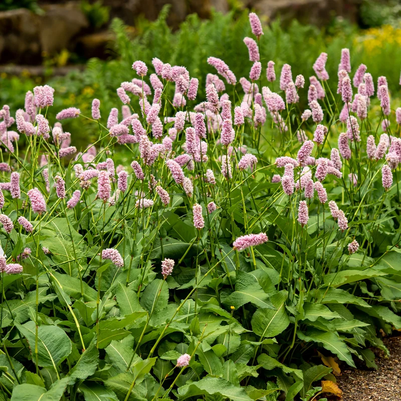 Wiesenknöterich 'Superba'