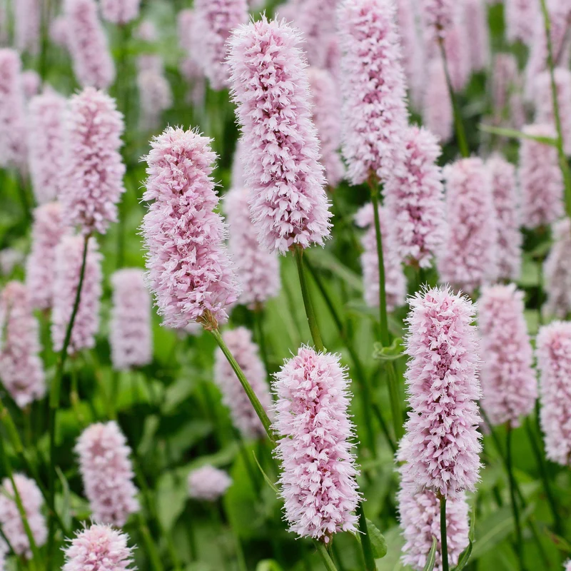 Wiesenknöterich 'Superba'