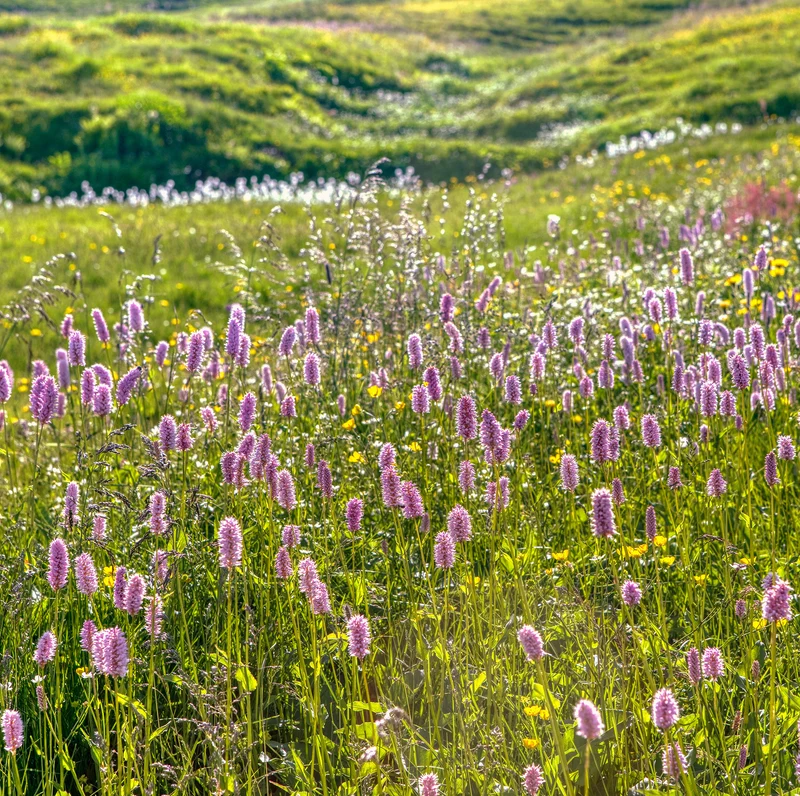 Wiesenknöterich 'Superba'