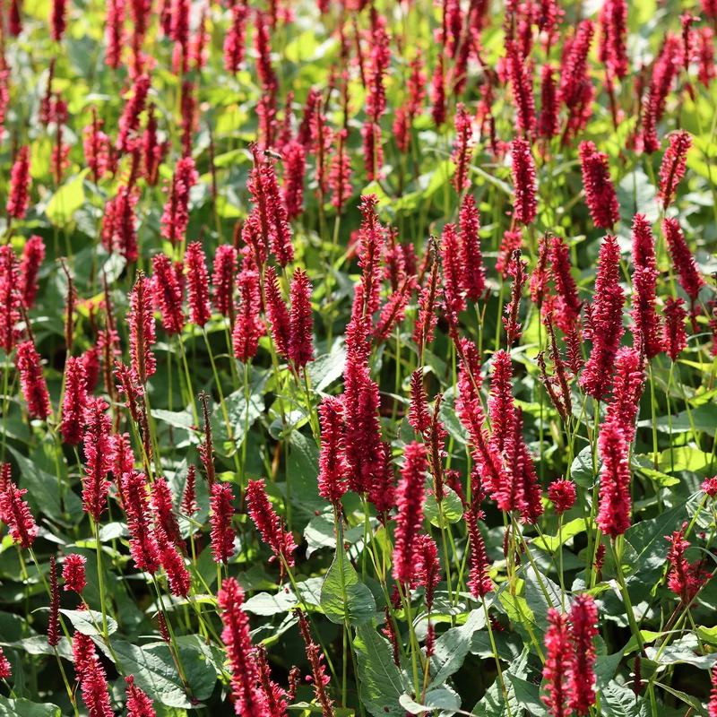 Kerzenknöterich 'Red Baron'