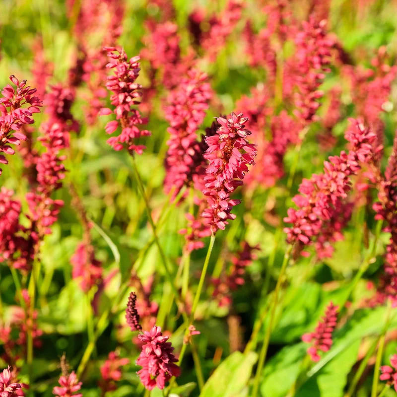 Kerzenknöterich 'Red Baron'