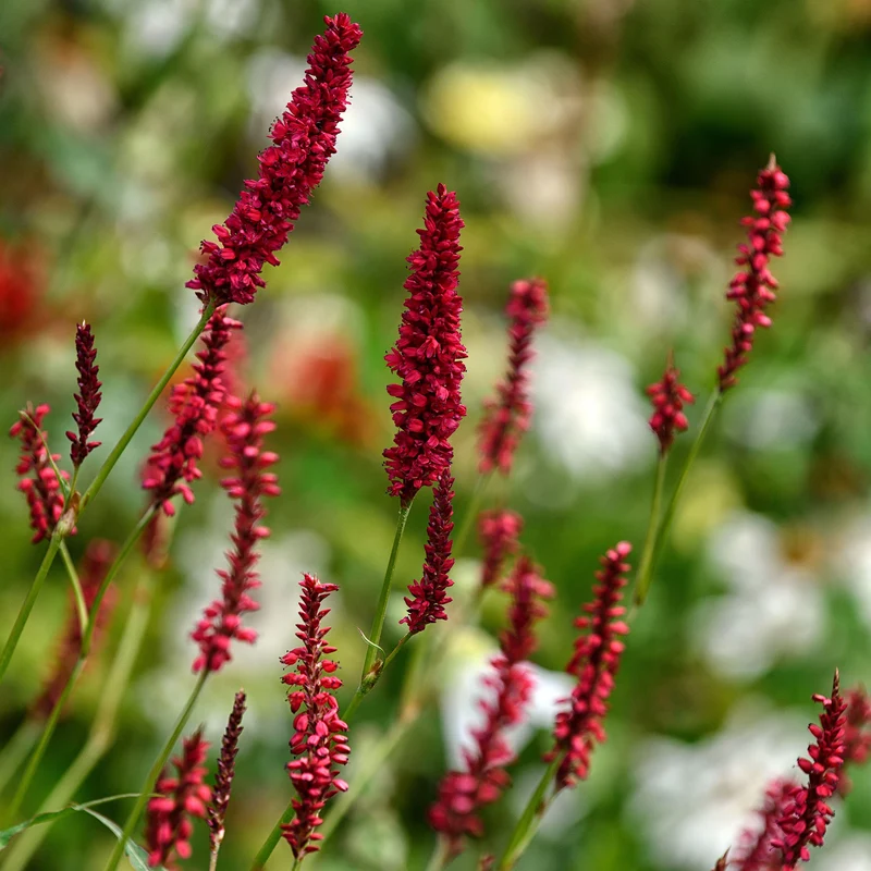 Kerzenknöterich 'Red Baron'