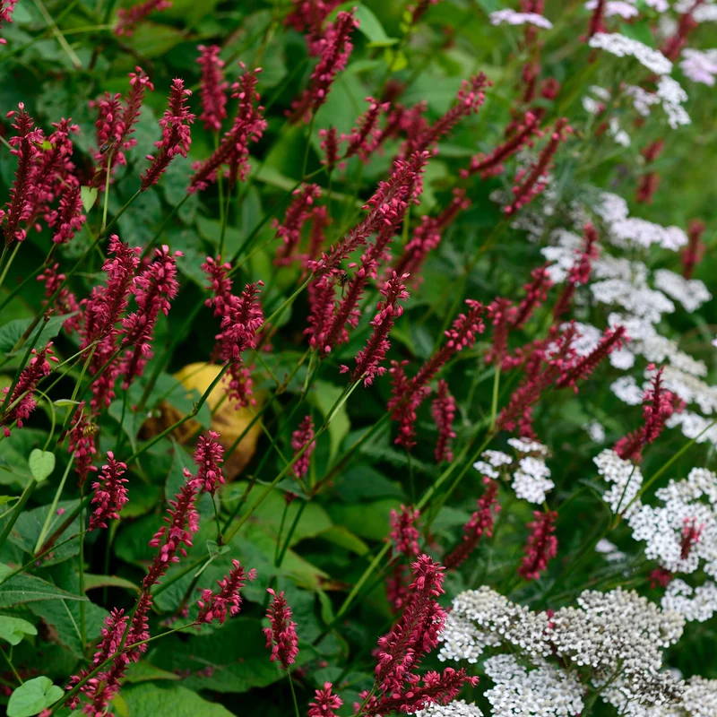 Kerzenknöterich 'Red Baron'