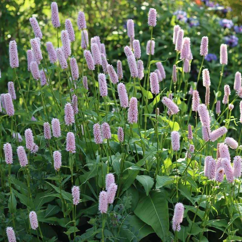 Wiesenknöterich