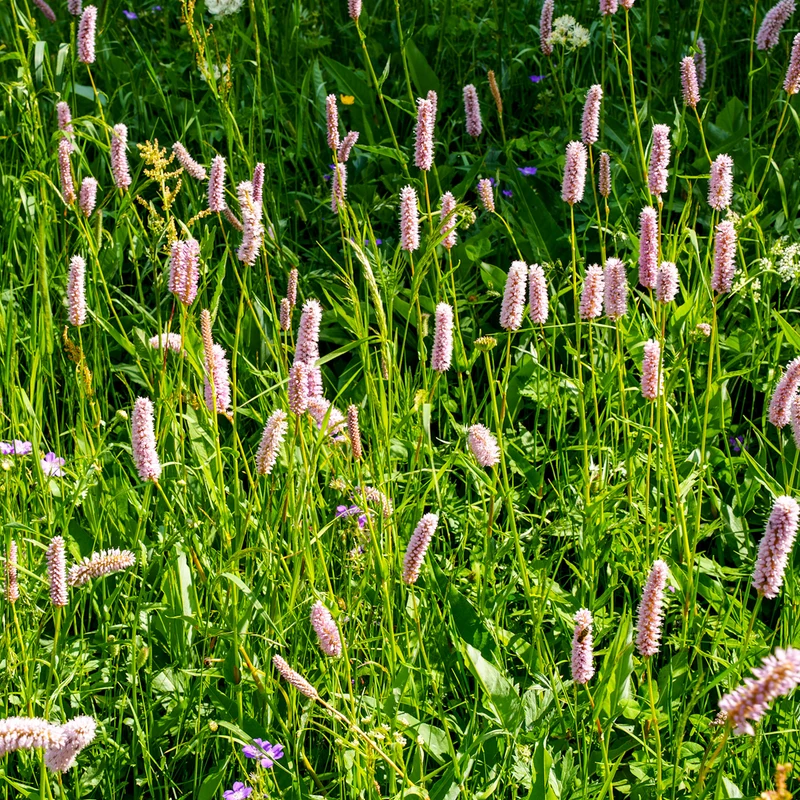 Wiesenknöterich