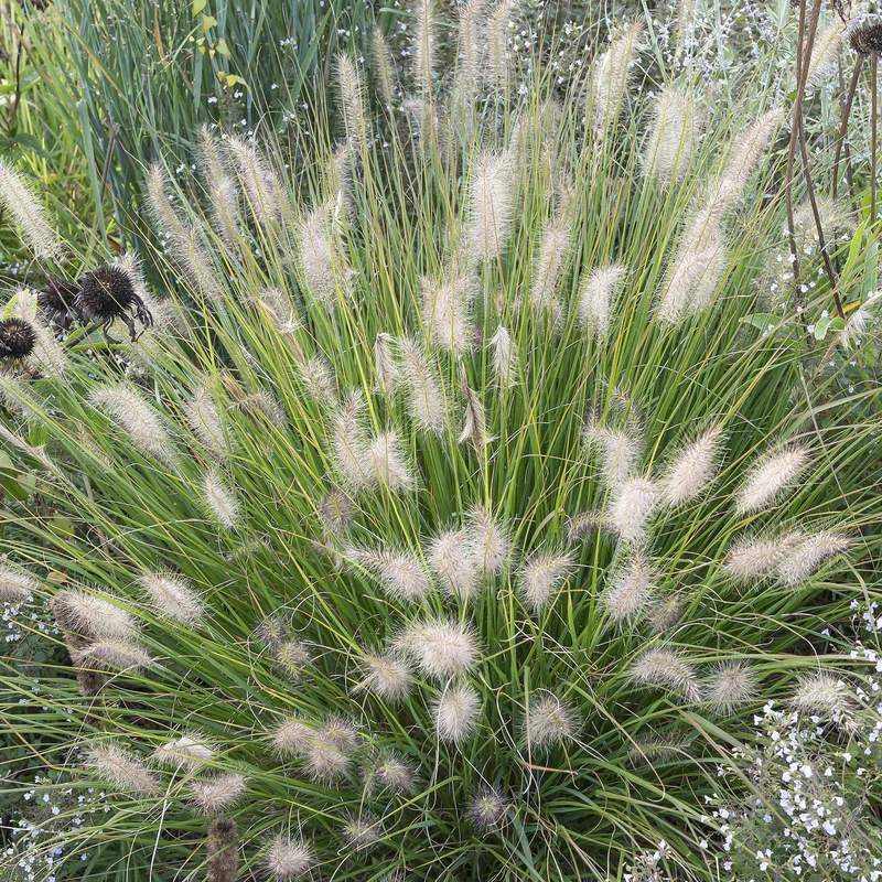 Lampenputzergras 'Little Bunny'