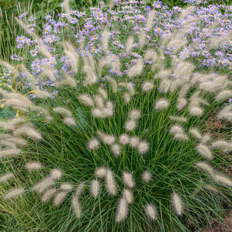Lampenputzergras 'Little Bunny'