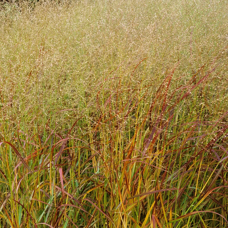Rutenhirse 'Rehbraun'