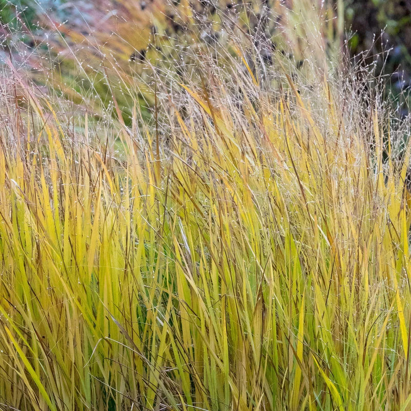 Rutenhirse 'Rehbraun'