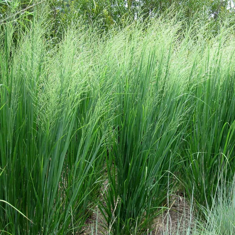 Rutenhirse 'Northwind'