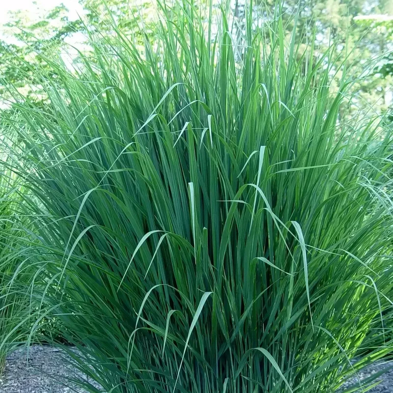 Rutenhirse 'Northwind'