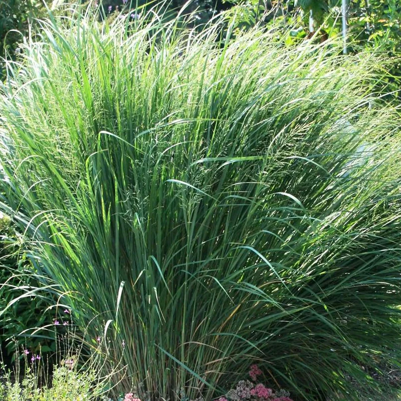 Rutenhirse 'Northwind'