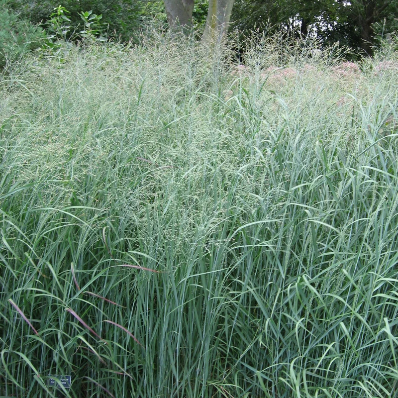Rutenhirse 'Heavy Metal'