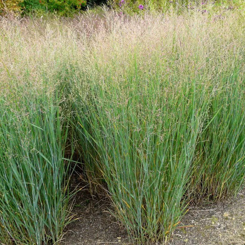 Rutenhirse 'Heavy Metal'