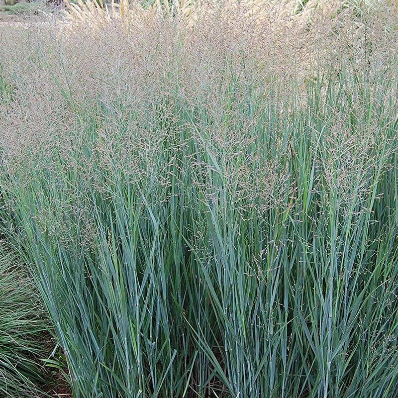 Rutenhirse 'Heavy Metal'