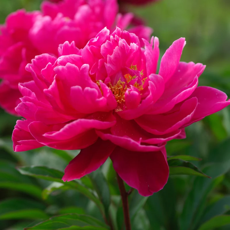 Pfingstrose 'Karl Rosenfield'