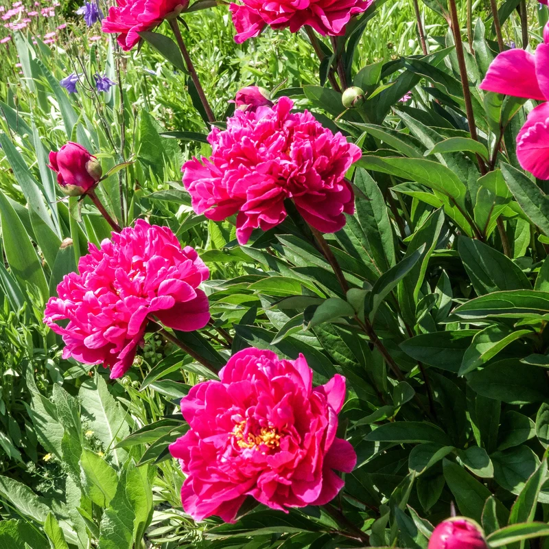 Pfingstrose 'Karl Rosenfield'