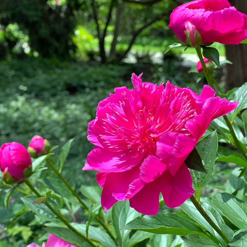 Pfingstrose 'Karl Rosenfield'