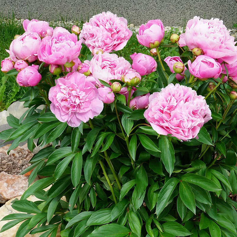 Pfingstrose 'Alexander Fleming'