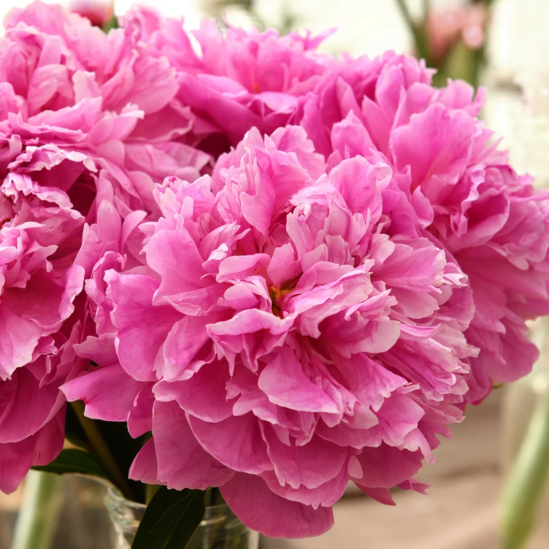 Pfingstrose 'Alexander Fleming'