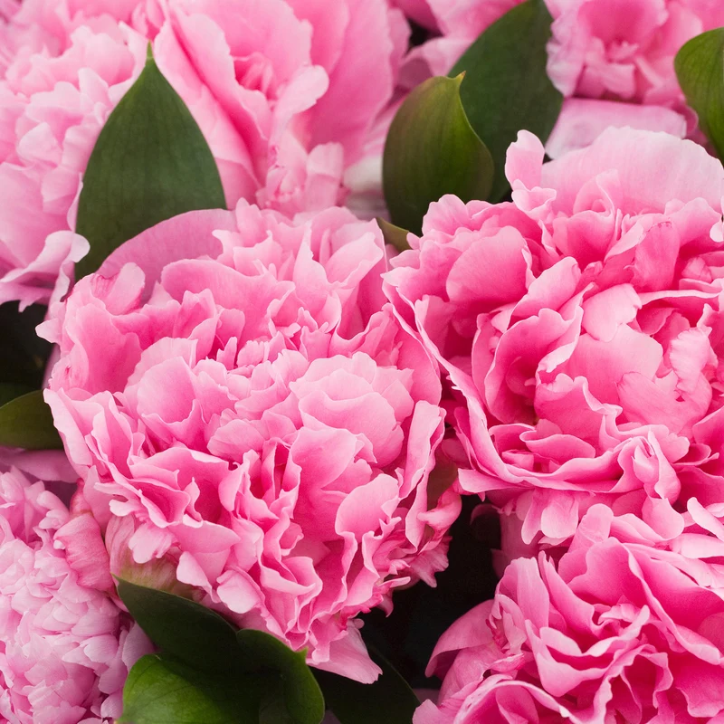 Pfingstrose 'Alexander Fleming'