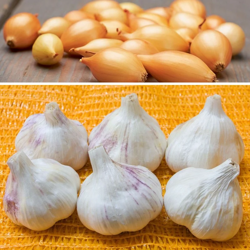 BIO Herbstpflanz-Set – Knoblauch & Winterzwiebeln