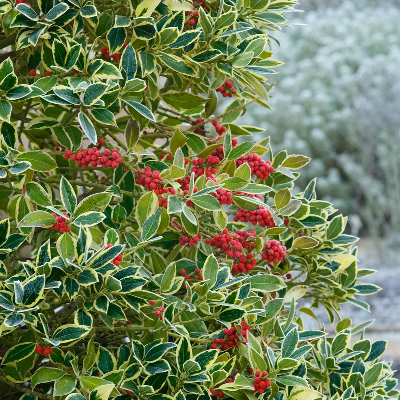 Stechpalme 'Golden King'