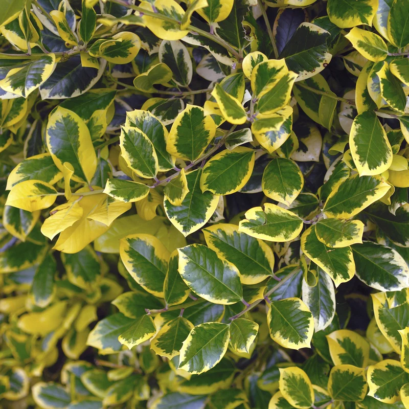 Stechpalme 'Golden King'
