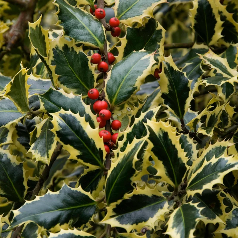 Stechpalme 'Argentea Marginata'