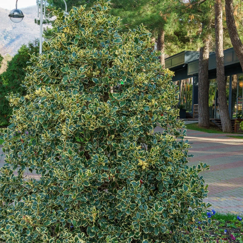 Stechpalme 'Argentea Marginata'