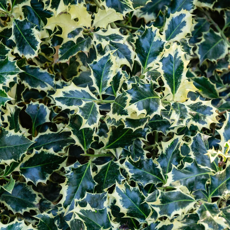 Stechpalme 'Argentea Marginata'