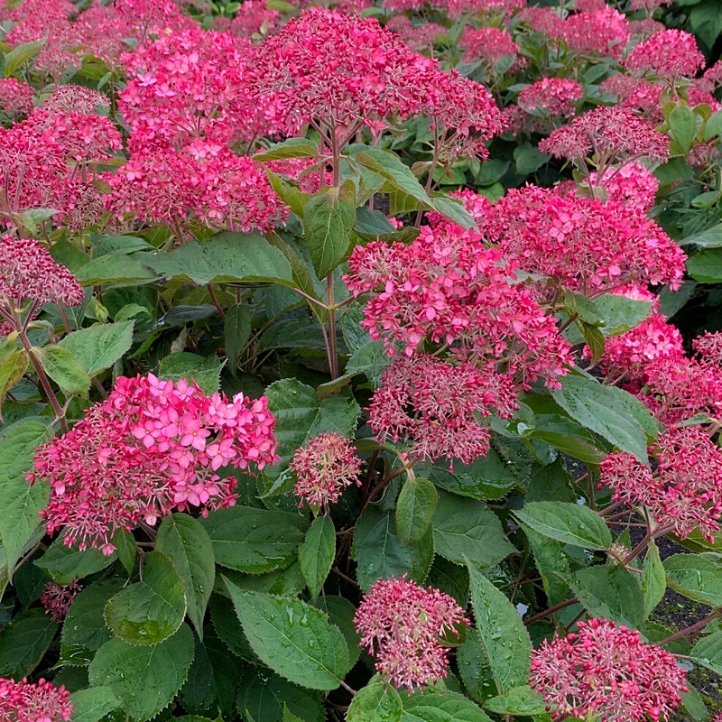 Ballhortensie 'Ruby Annabelle'