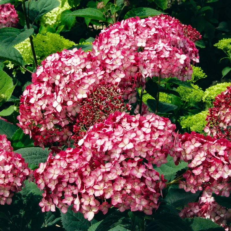 Ballhortensie 'Ruby Annabelle'