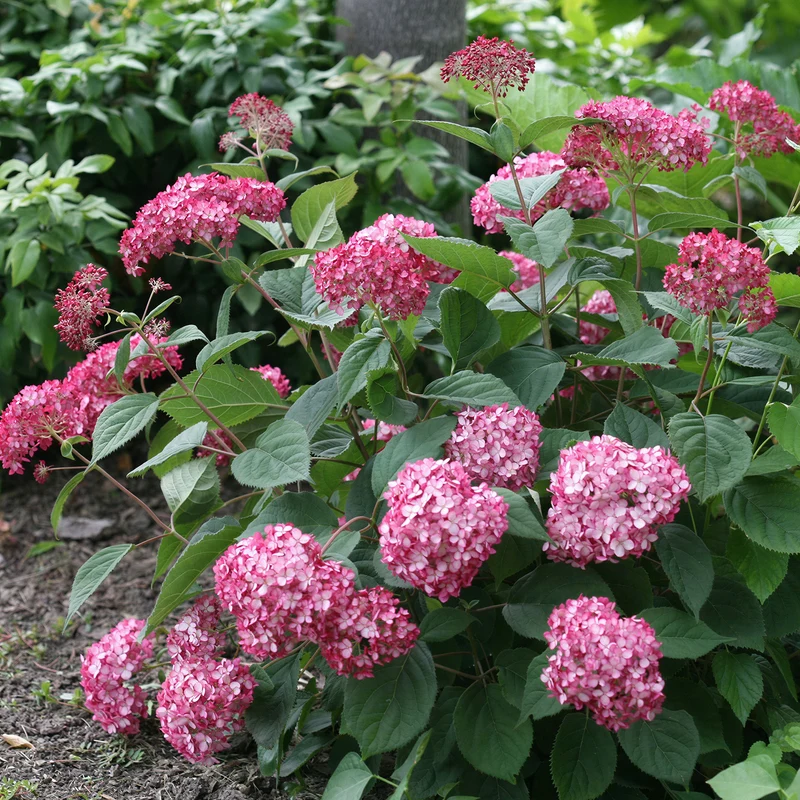 Ballhortensie 'Ruby Annabelle'