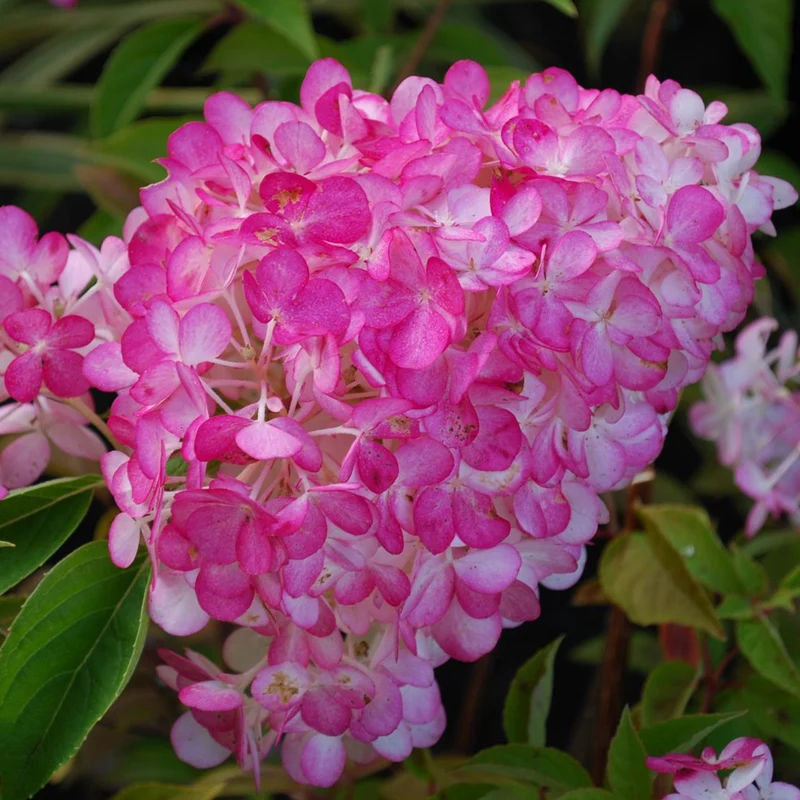 Hortensie 'Sundae Fraise'