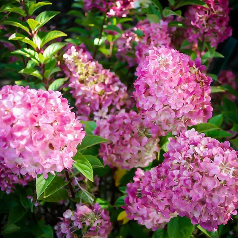 Hortensie 'Sundae Fraise'