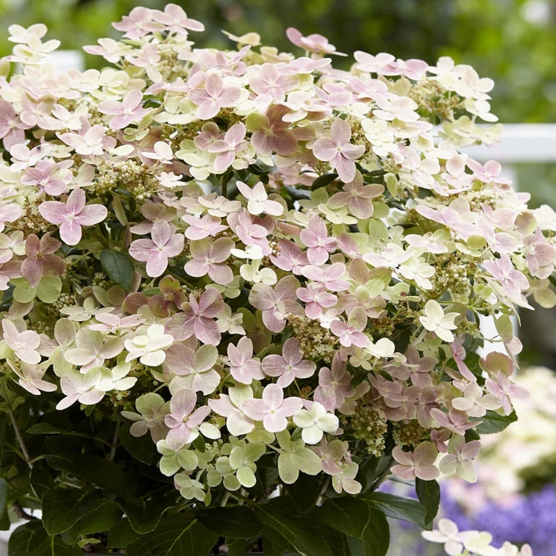 Hortensie 'Polestar'