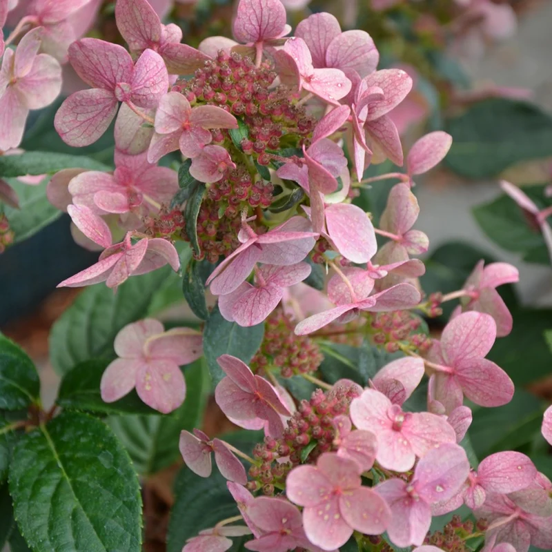 Hortensie 'Polestar'