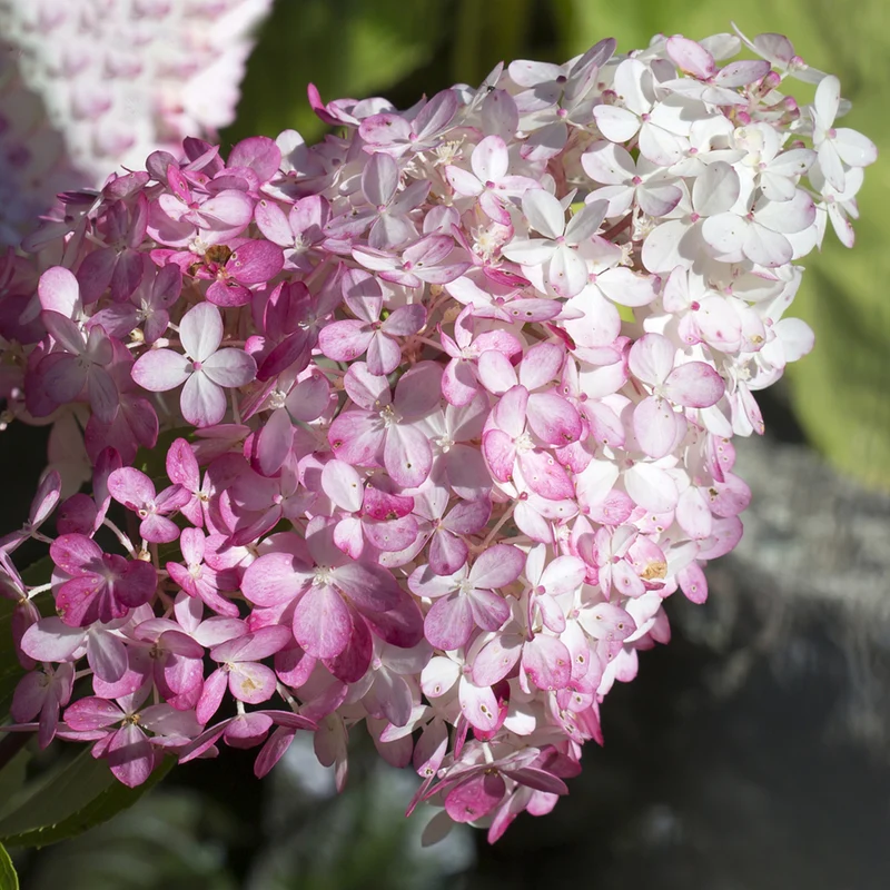 Hortensie 'Pink Diamond'