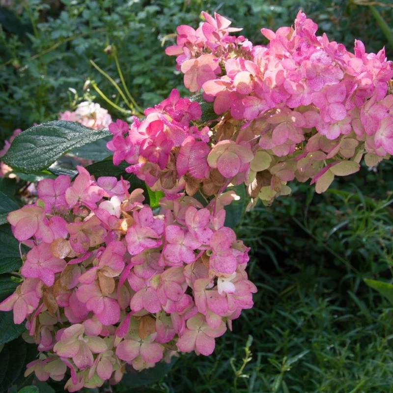 Hortensie 'Pink Diamond'