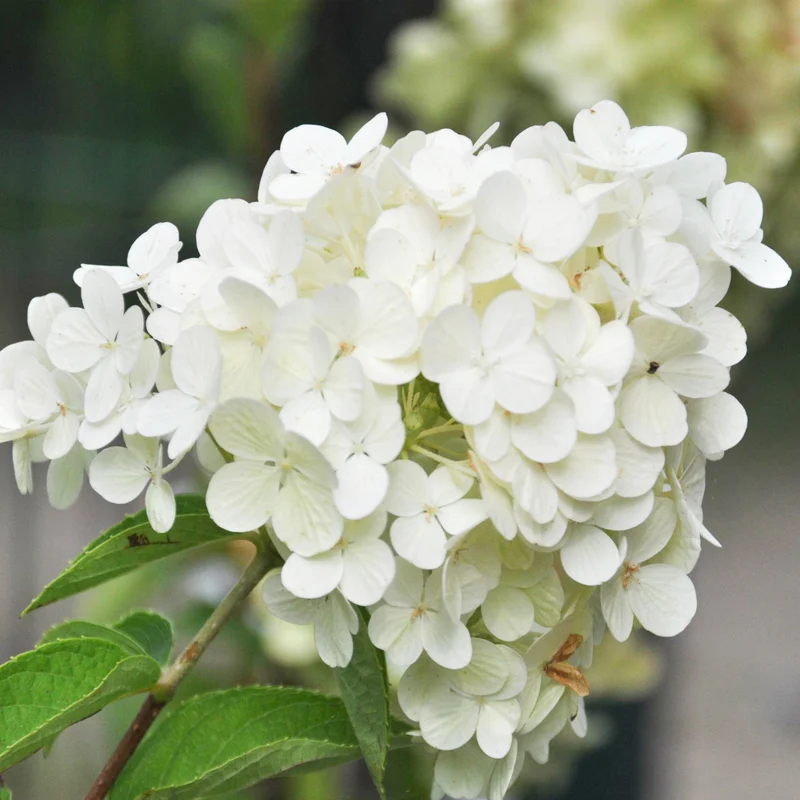 Hortensie 'Polar Bear'