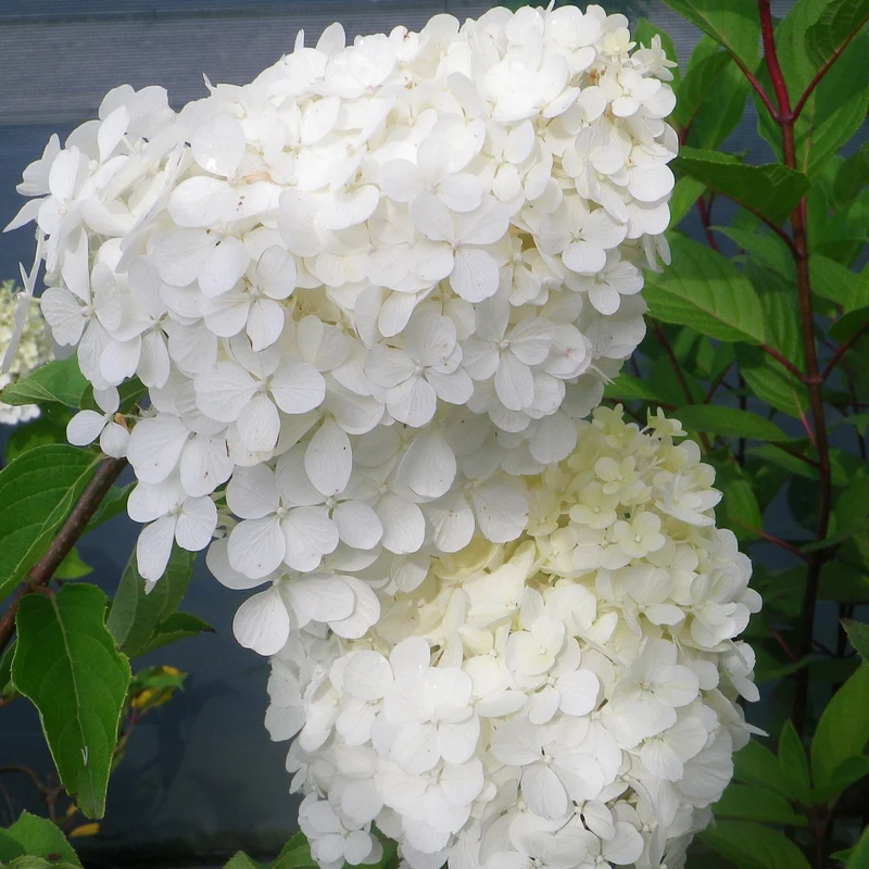Hortensie 'Polar Bear'