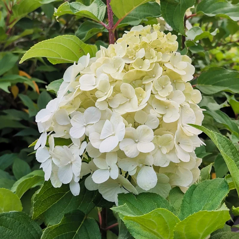 Hortensie 'Polar Bear'