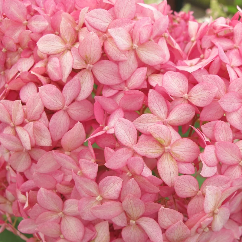 Hortensie 'Pink Annabelle'