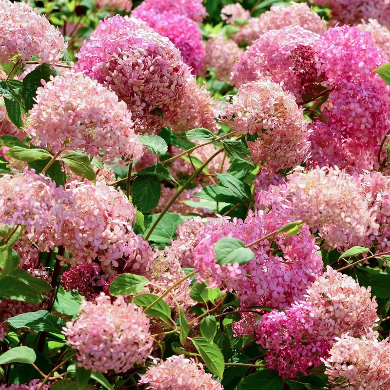 Hortensie 'Pink Annabelle'
