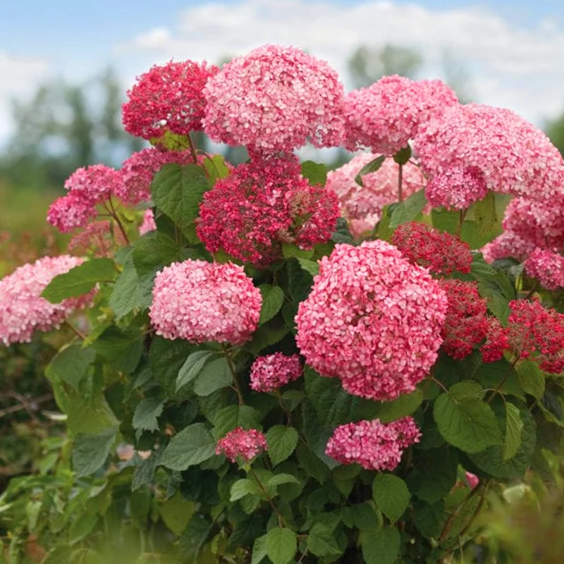 Hortensie 'Pink Annabelle'